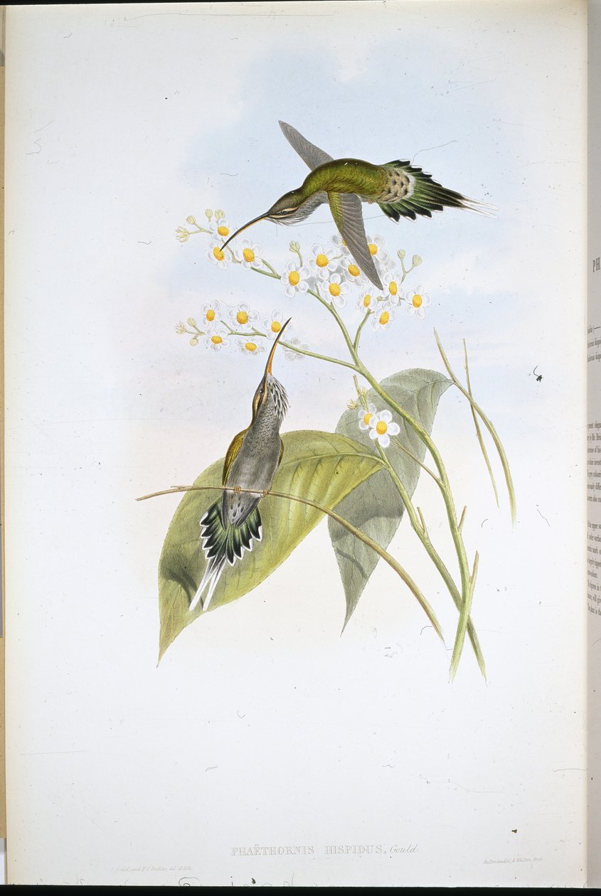 Poustevník chlupatý (Phaethornis Hispidus) (ručně barvené litho) od John (after) Gould