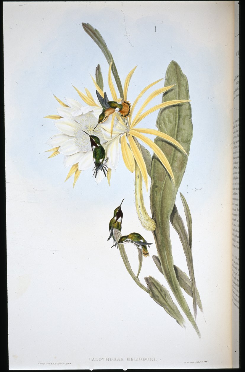 Heliodorova dřevěná hvězda (Calothorax Heliodori) (ručně barvené lito) od John (after) Gould