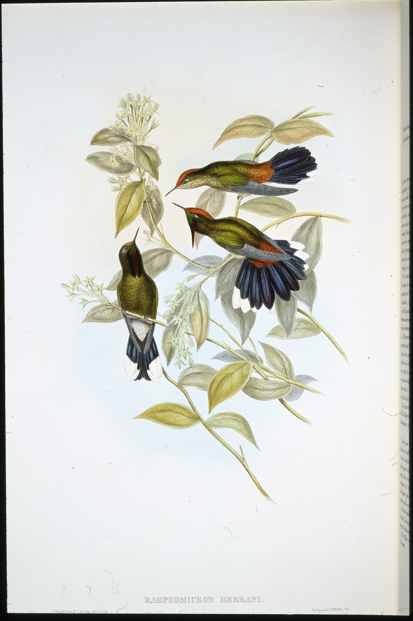 Trnovník Herranův (Ramphomicron Herrani) (ručně barvené lito) od John (after) Gould