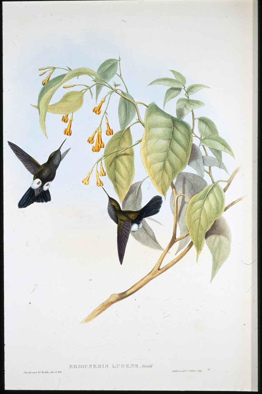 Pýchavka chlupatá (Eriocnemis Lugens) (ručně barvené lito) od John (after) Gould