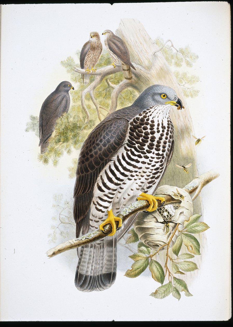 Honey Buzzard (Apivorus Varnish) (ručně barvené litho) od John (after) Gould