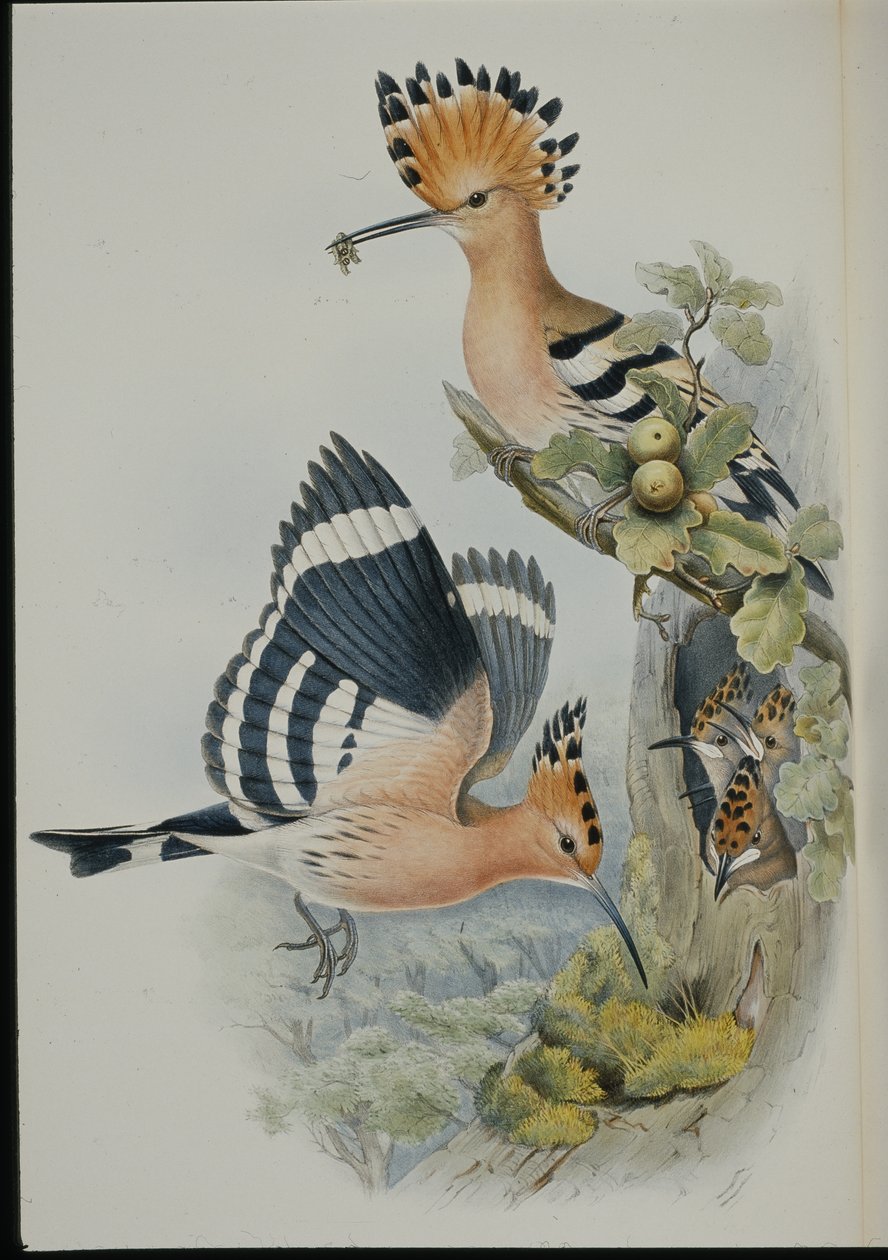 Dudek (Upupa Epops) (ručně barvené lito) od John (after) Gould