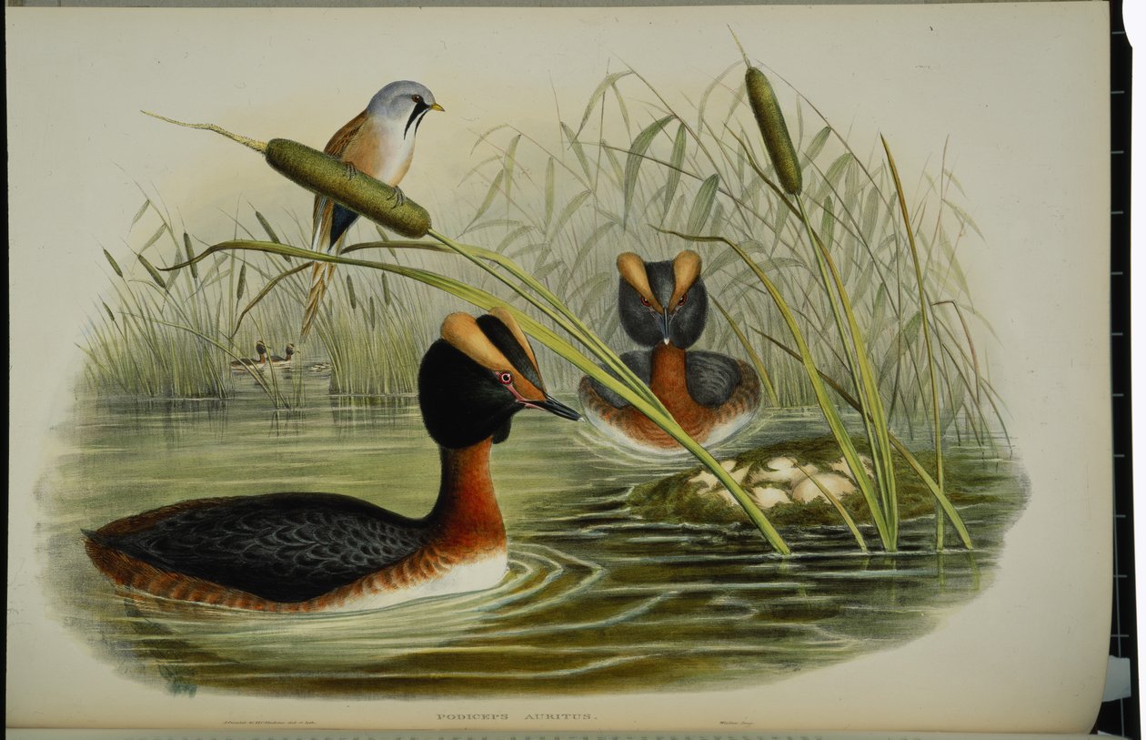 Potápka rohatá (Podiceps Auritus) (ručně barvené lito) od John (after) Gould