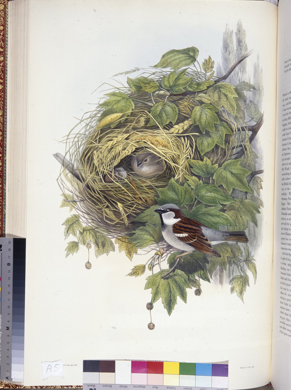 Vrabec domácí (Passer domesticus) (ručně barvené lito) od John (after) Gould