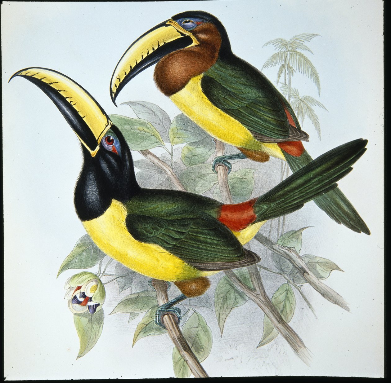 Humboldtovo aracari (Pteroglossus Humboldti) (ručně kolorované lito) od John (after) Gould