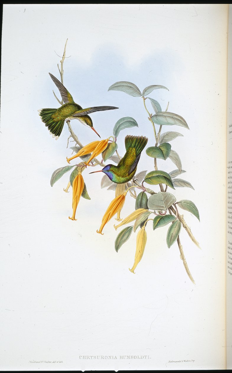 Humboldtův kolibřík (Chrysuronia Humboldti) (ručně kolorovaný litho) od John (after) Gould