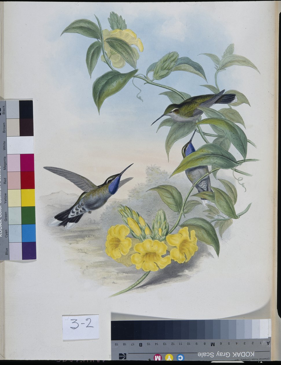 Kolibříci (Delattria Clemenciae) (ručně barvené lito) od John (after) Gould