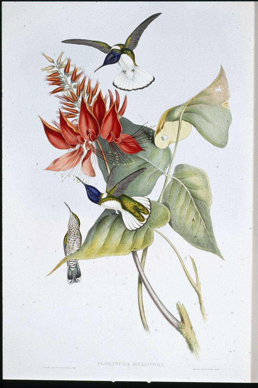 Jacobin (Florisuga Mellivora) (ručně barvené lito) od John (after) Gould