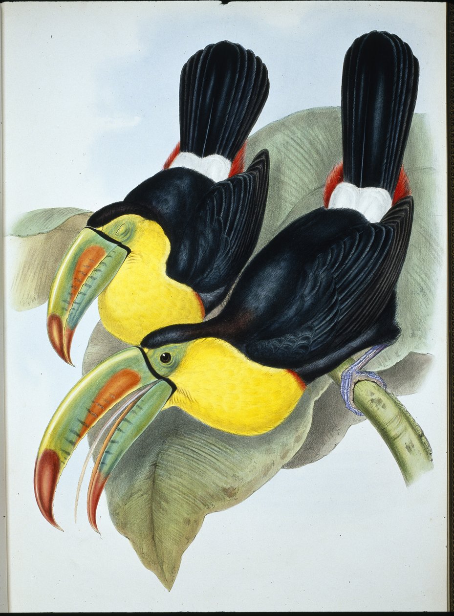 Tukan kýlozobý (Ramphastos Carinatus) (ručně barvené litho) od John (after) Gould