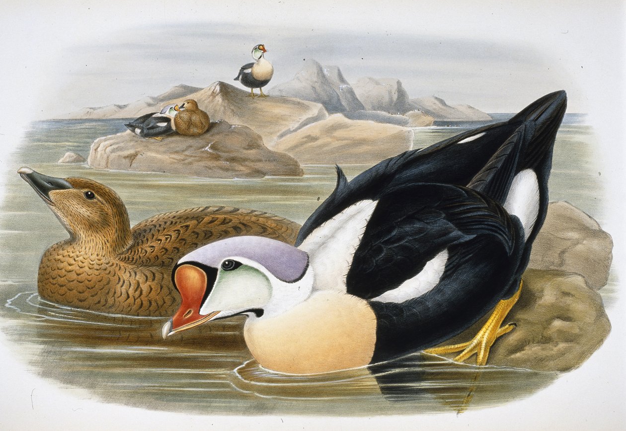 Kachna královská (Somateria Spectabilis) (ručně barvené lito) od John (after) Gould