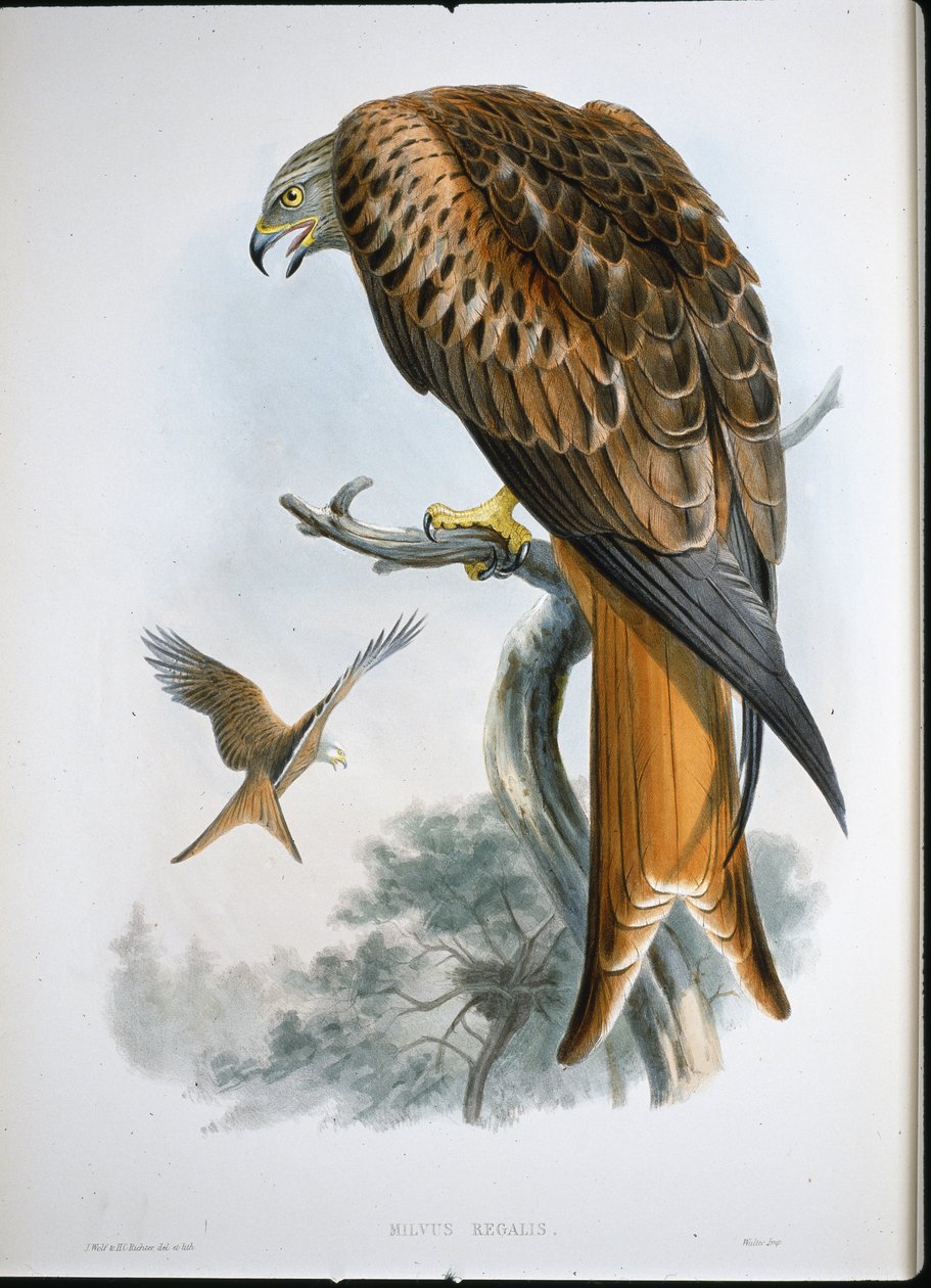 Dračí drak (Milvus Regalis) (barevná rytina) od John (after) Gould