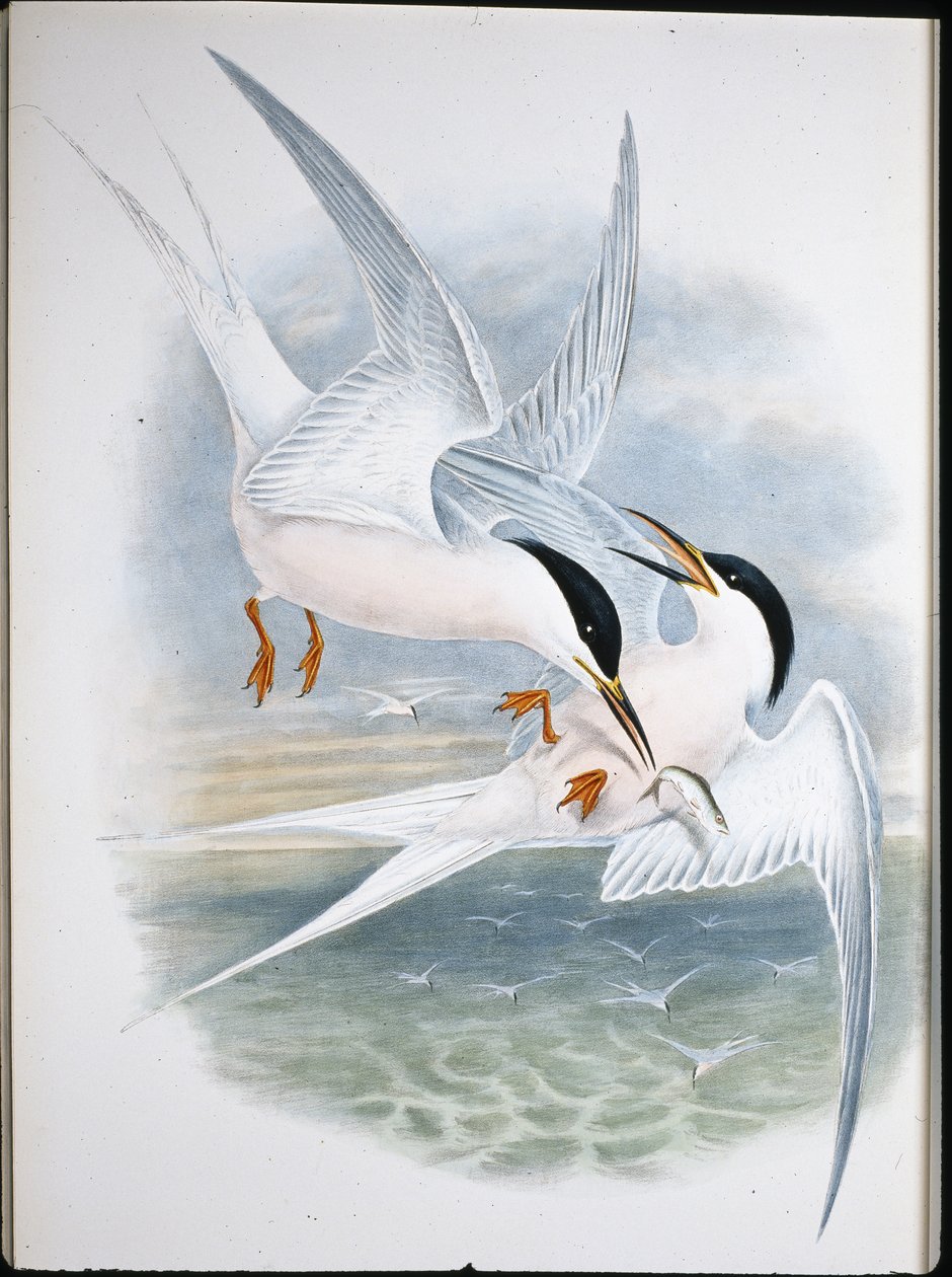 Dračí drak (Milvus Regalis) (ručně barvené lito) od John (after) Gould