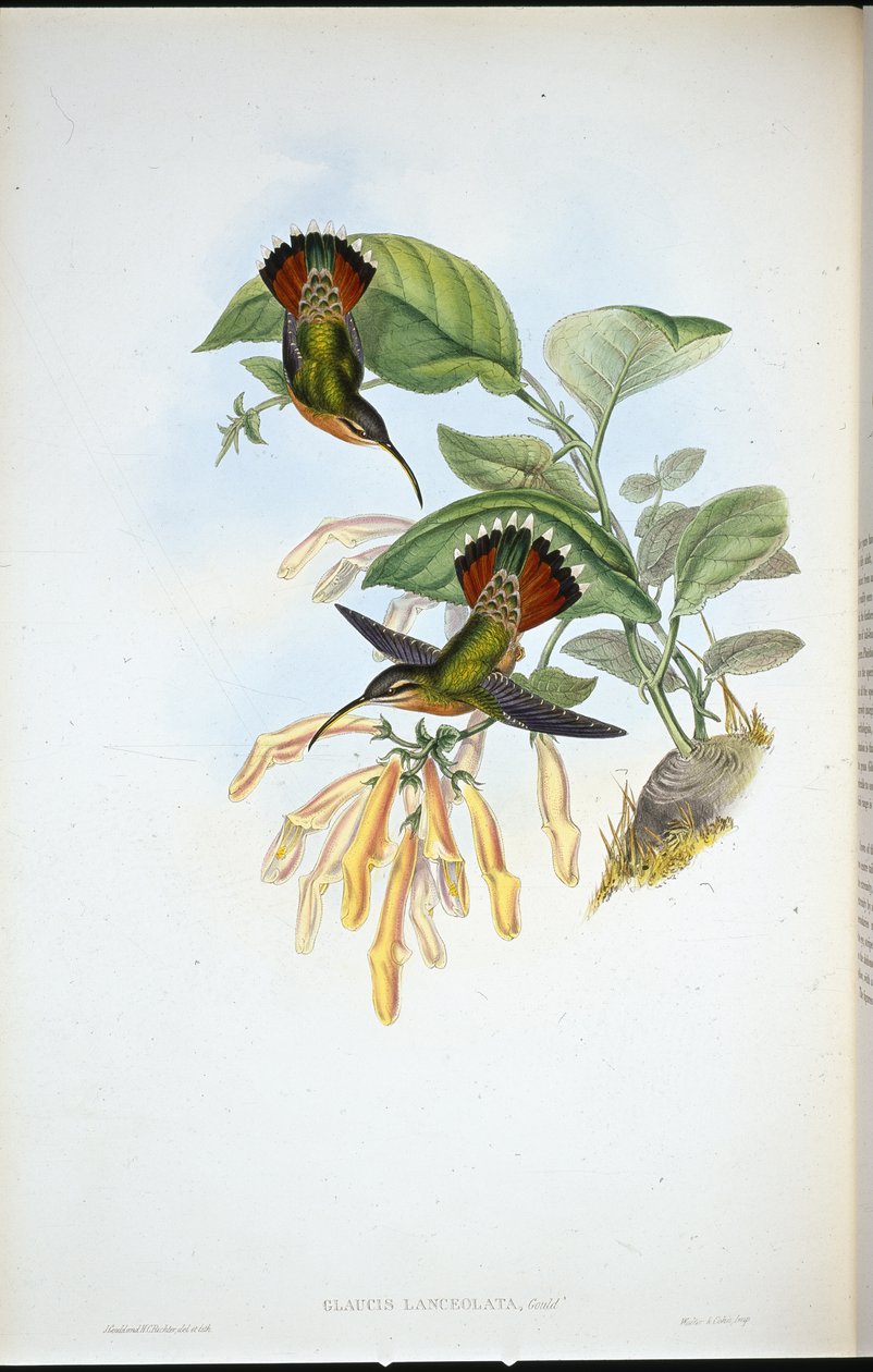 Poustevník kopinatý (Glaucis Lanceolata) (ručně barvené lito) od John (after) Gould