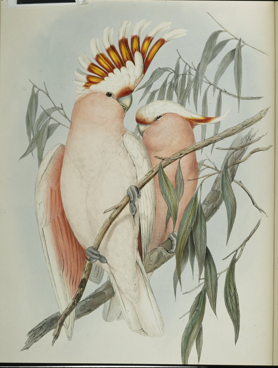 Kakadu olovnatý (Cacatua Leadbeateri) (ručně barvené lito) od John (after) Gould