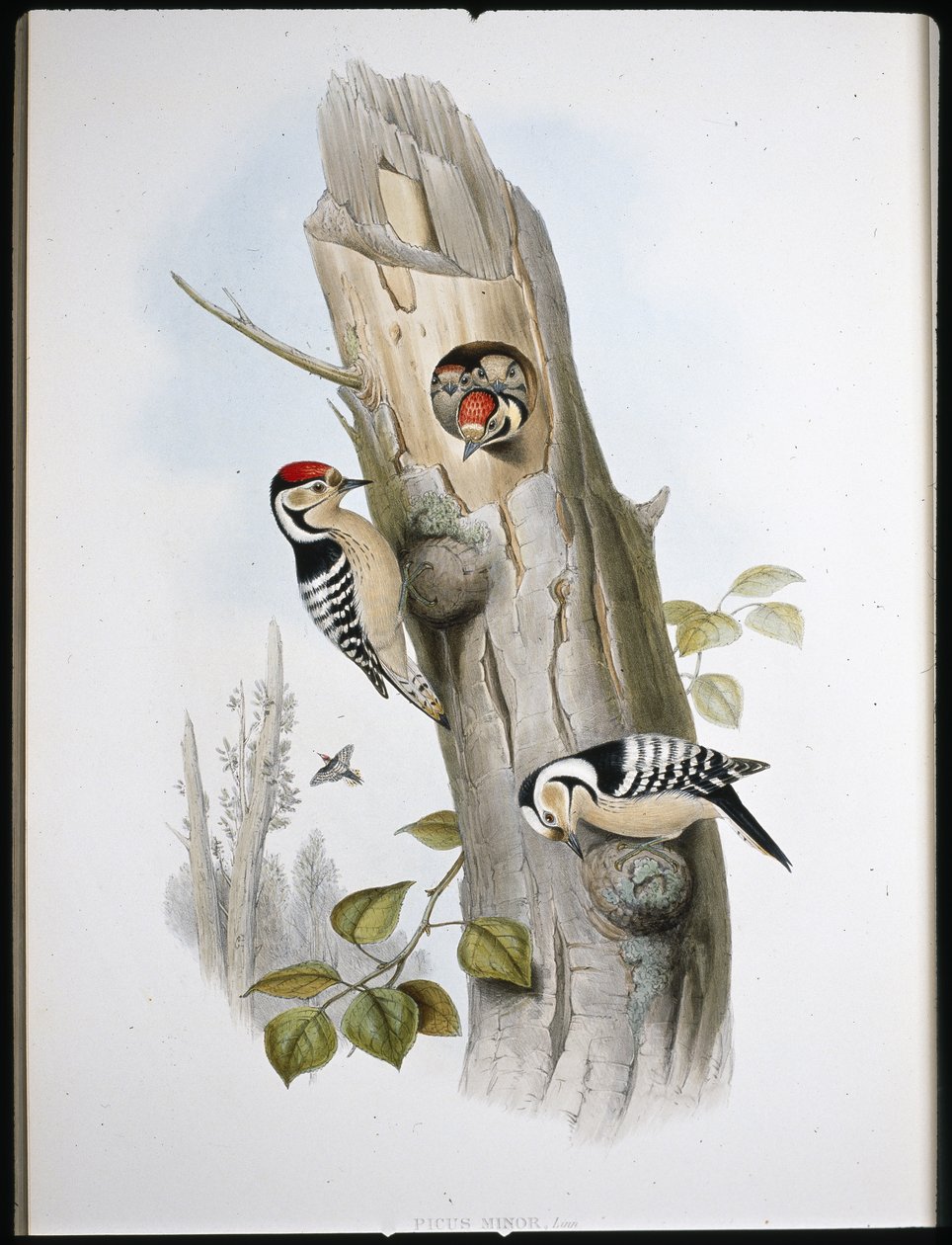 Strakapoud malý (Picus Minor) (ručně barvené lito) od John (after) Gould