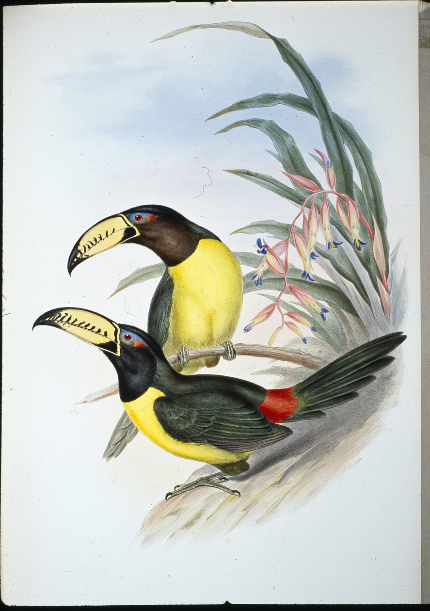Aracari (pteroglossus inscriptus) (ručně kolorovaný litho) od John (after) Gould