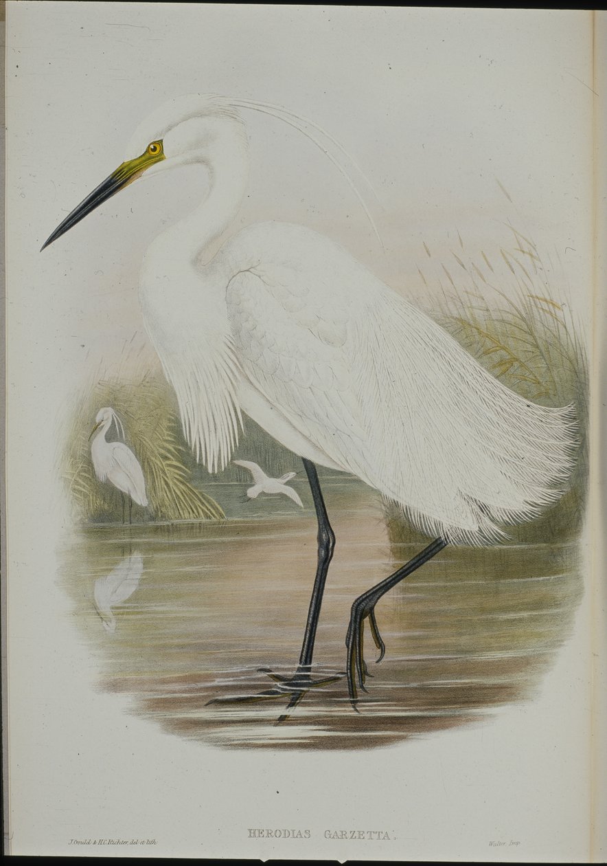 Volavka malá (Egretta Garzetta) (ručně kolorovaná lito) od John (after) Gould