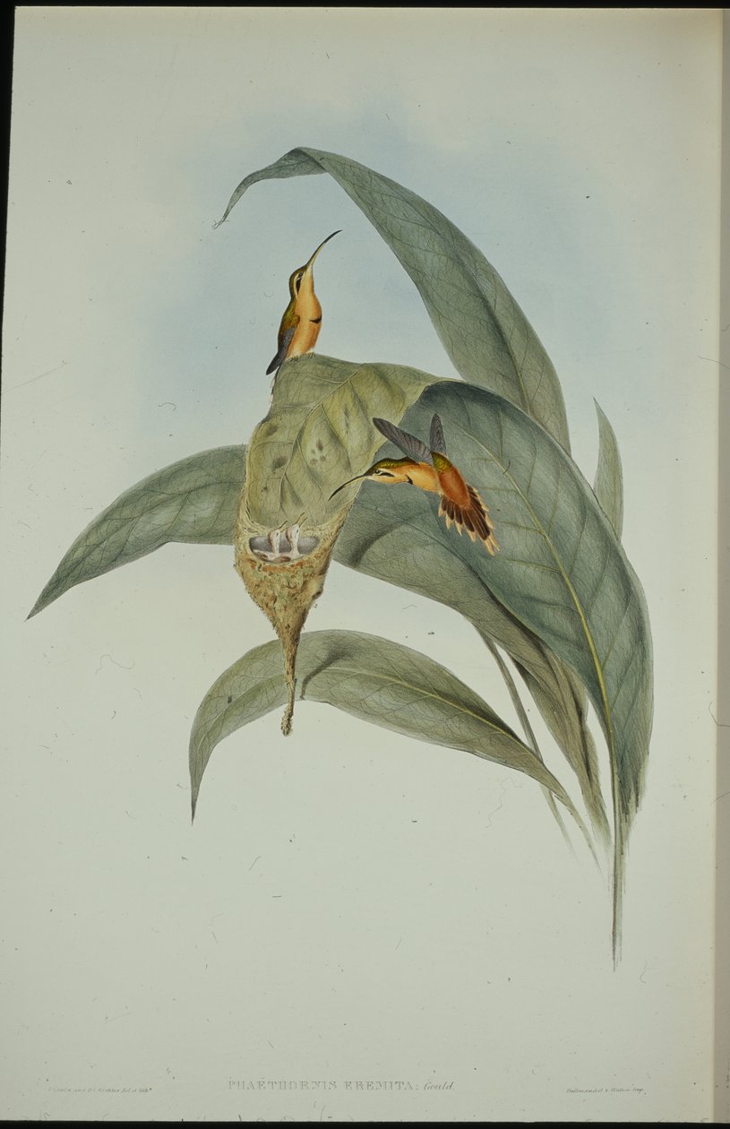 Malý poustevník (Phaethornis eremita) (ručně barvené litho) od John (after) Gould