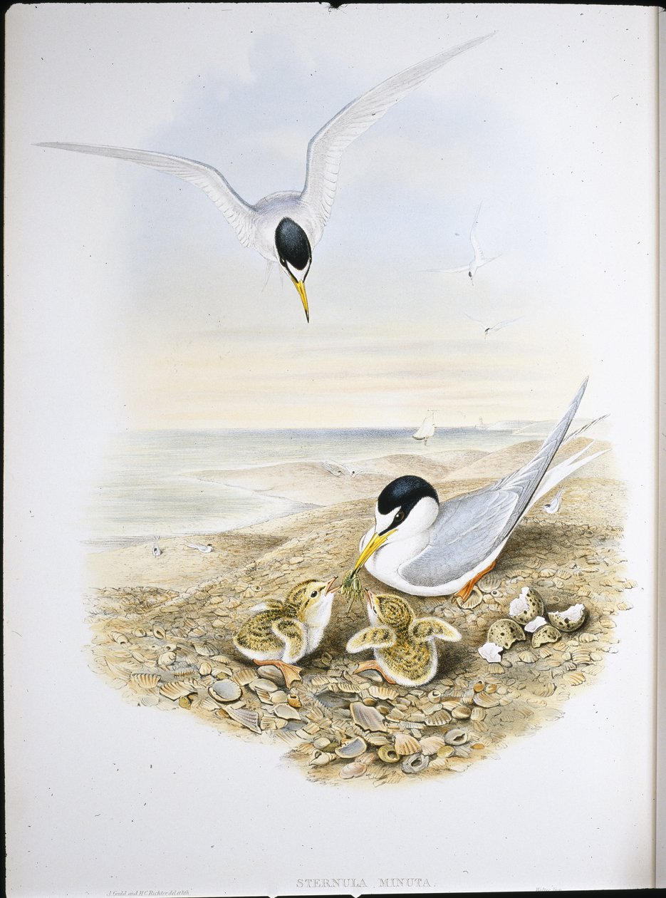 Rybák malý (Sternula Minuta) (ručně barvené lito) od John (after) Gould