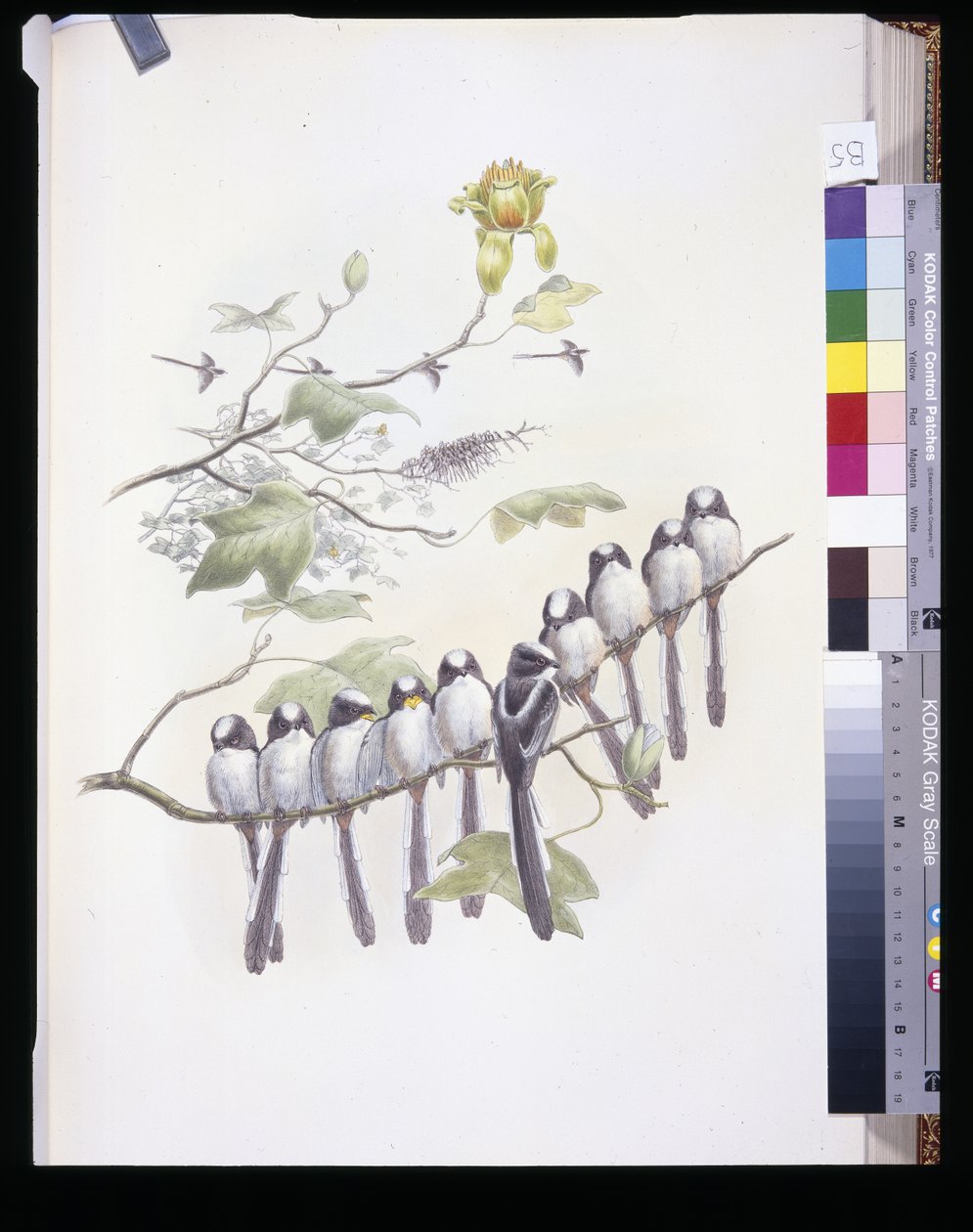 Sýkora dlouhoocasá (Mecistura Caudata) (ručně barvená lito) od John (after) Gould