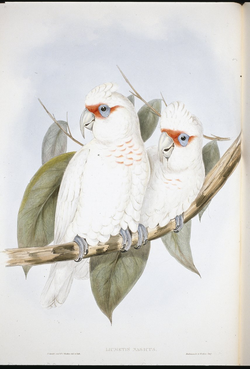 Kakadu dlouhozobý (Licmetis Nasicus) (ručně barvené litho) od John (after) Gould