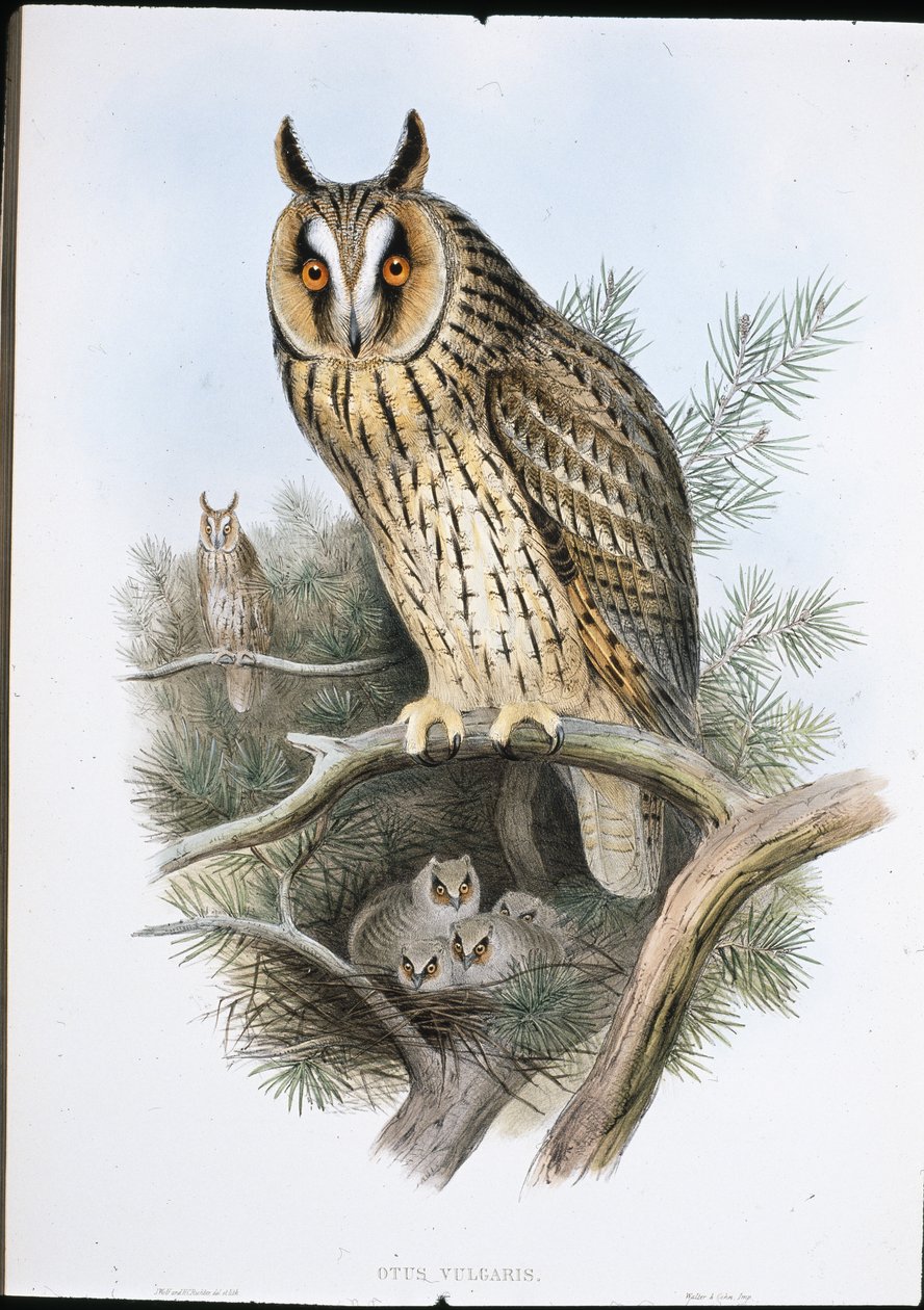 Puštík ušatý (Otus vulgaris) (ručně barvené litho) od John (after) Gould