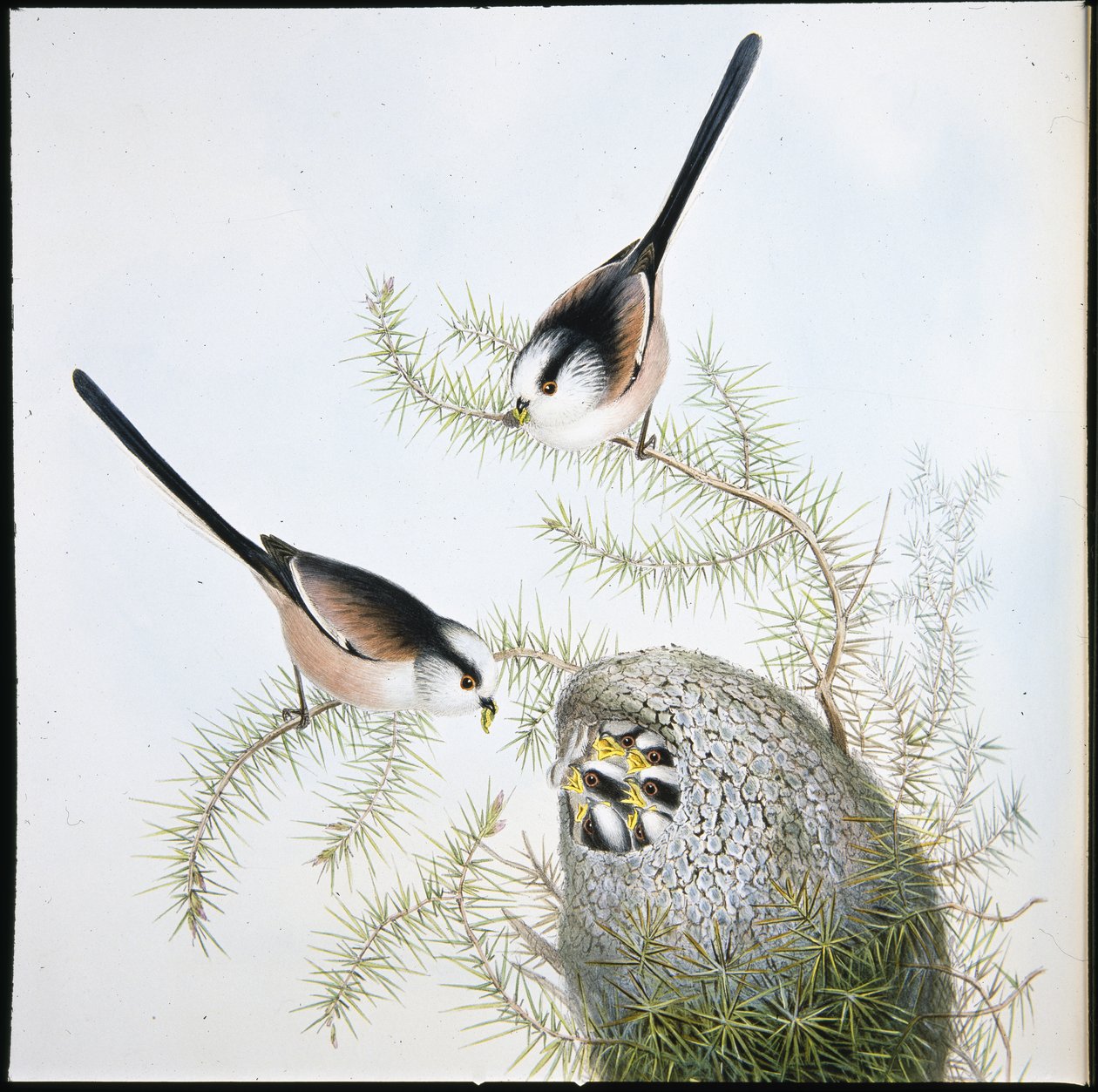 Sýkora dlouhoocasá (Mecistura Caudata) (ručně barvená lito) od John (after) Gould