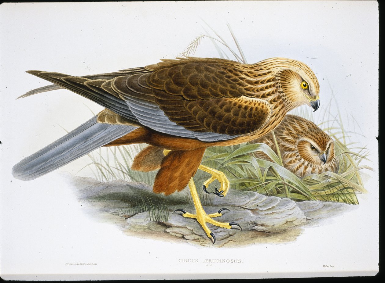 Marsh Harrier (Circus Aeruginosus) (barevná rytina) od John (after) Gould