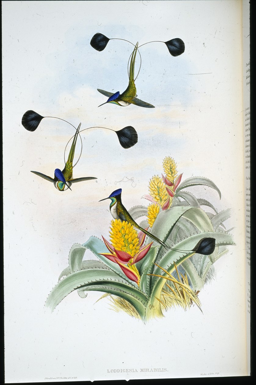 Kolibřík nádherný (Loddigesia Mirabilis) (ručně kolorovaná litografie) od John (after) Gould