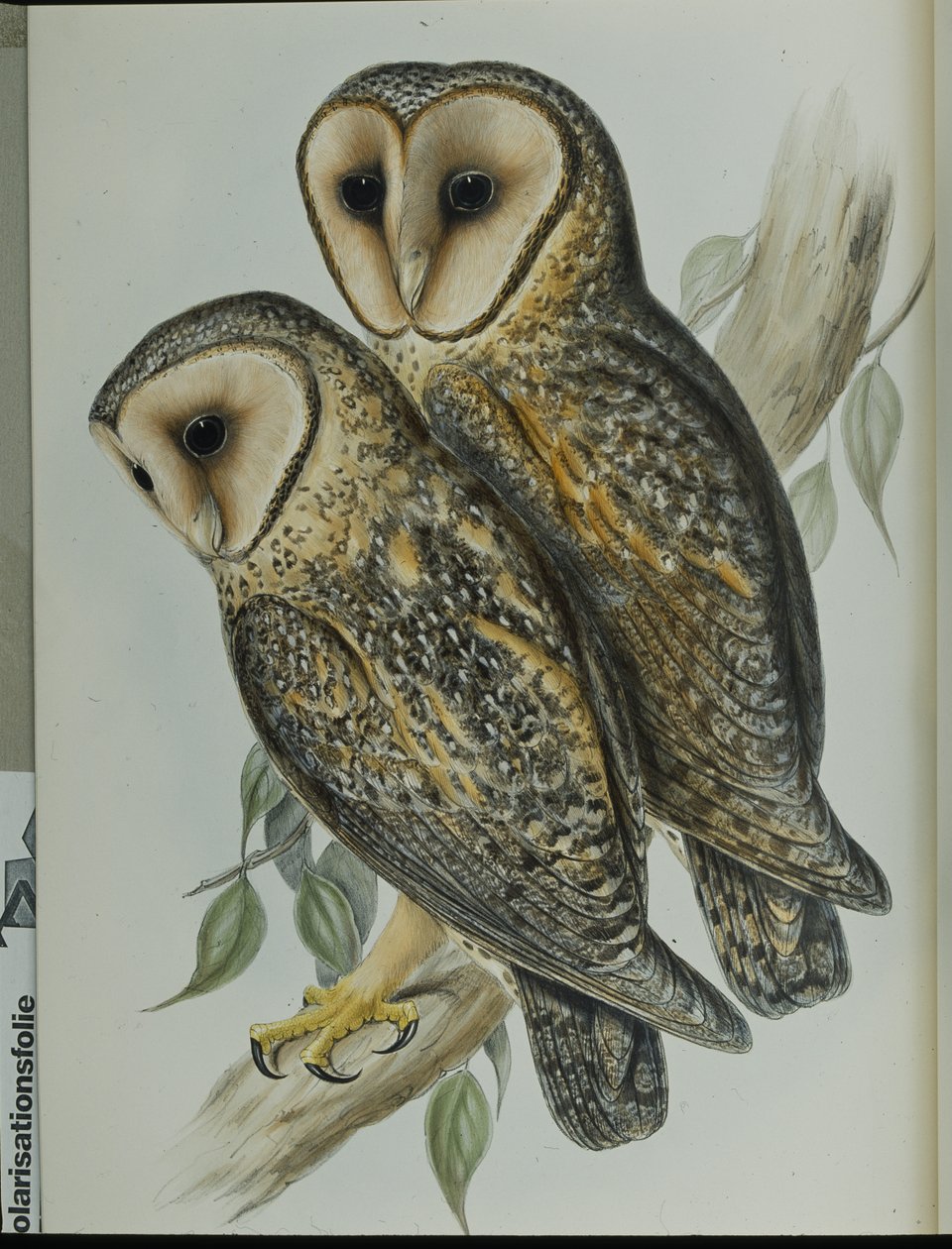 Maskovaná sova pálená (Strix Personata) (ručně barvené lito) od John (after) Gould