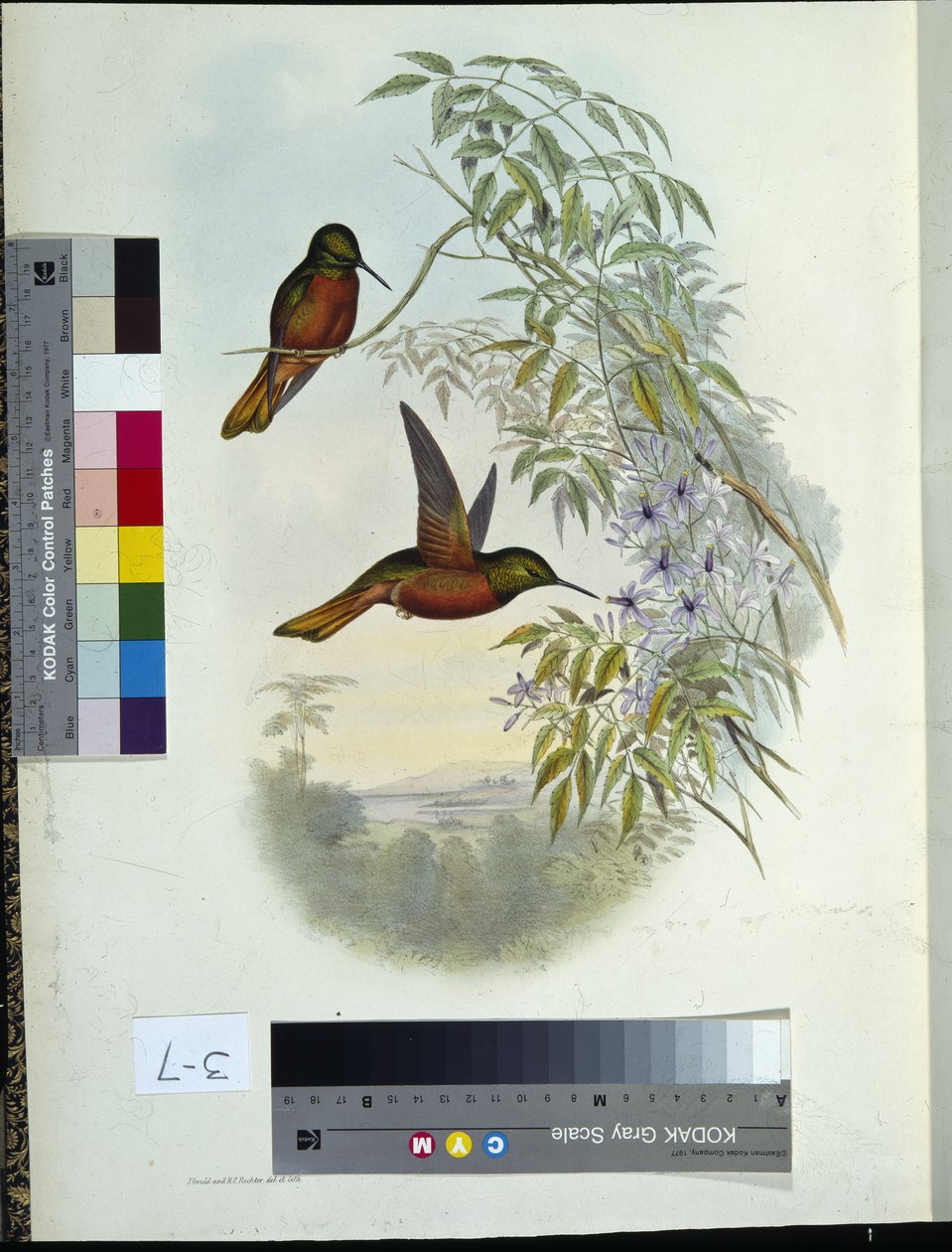 Matoušův Panoplites (ručně kolorované lito) od John (after) Gould