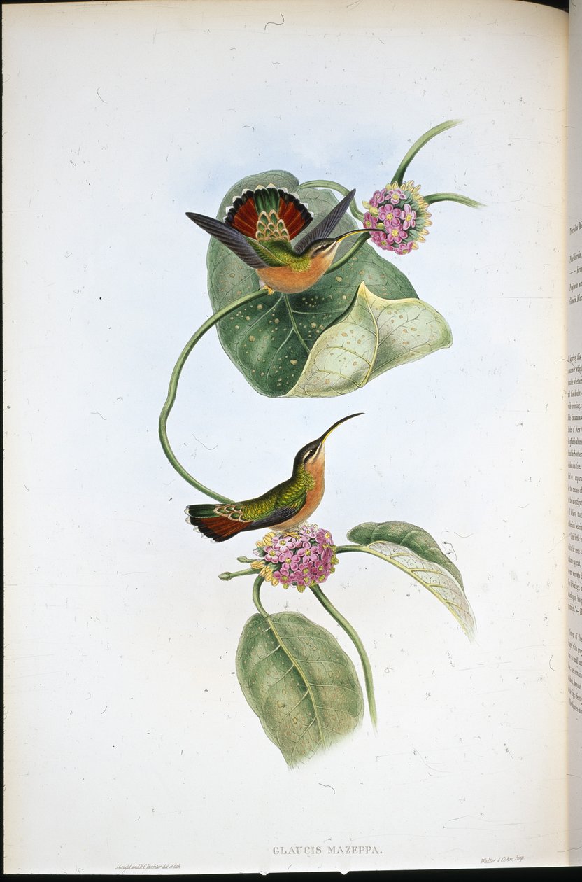 Mazeppa Hermit (Glaucis Mazeppa) (ručně barvené lito) od John (after) Gould