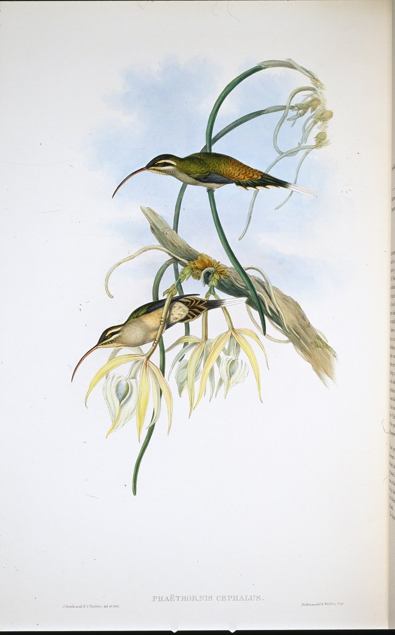 Mexický poustevník (Phaethornis Cephalus) (ručně barvené lito) od John (after) Gould