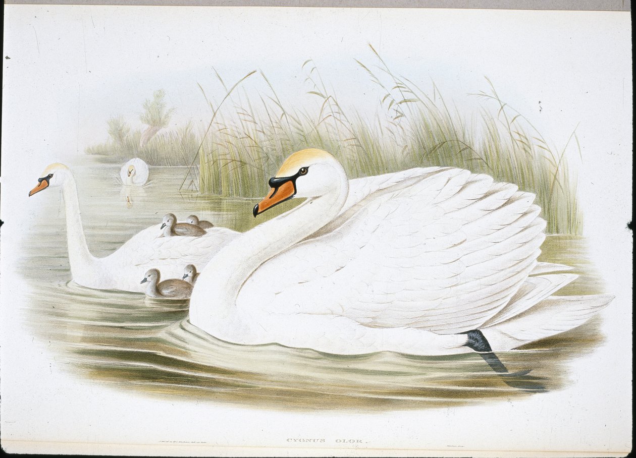 Mute Swan (Cygnus Olor) (ručně zbarvení členové) od John (after) Gould