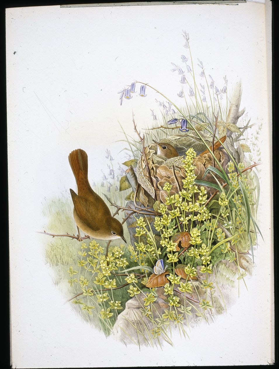 Slavík (ručně kolorovaný litho) od John (after) Gould
