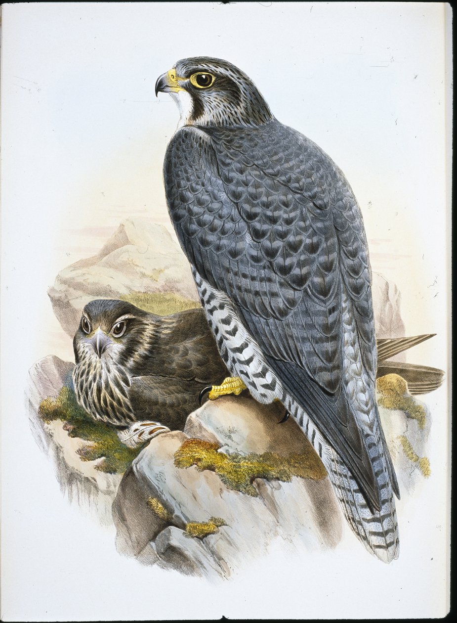 Norský nebo Gyrfalcon Falcon (Falco Gyrfalco) (ručně barvené lito) od John (after) Gould