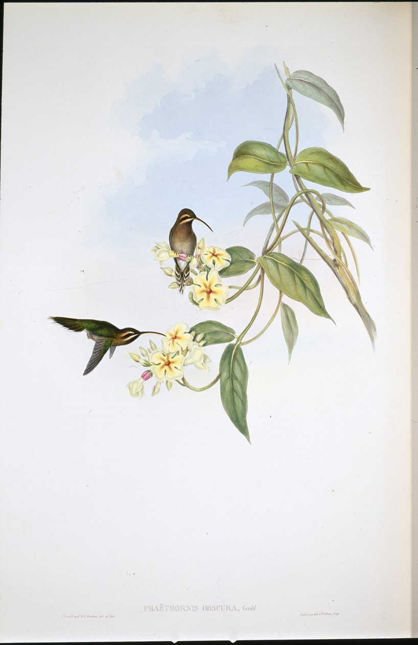 Obscure Hermit (Phaethorne Obscura) (ručně barvené lito) od John (after) Gould