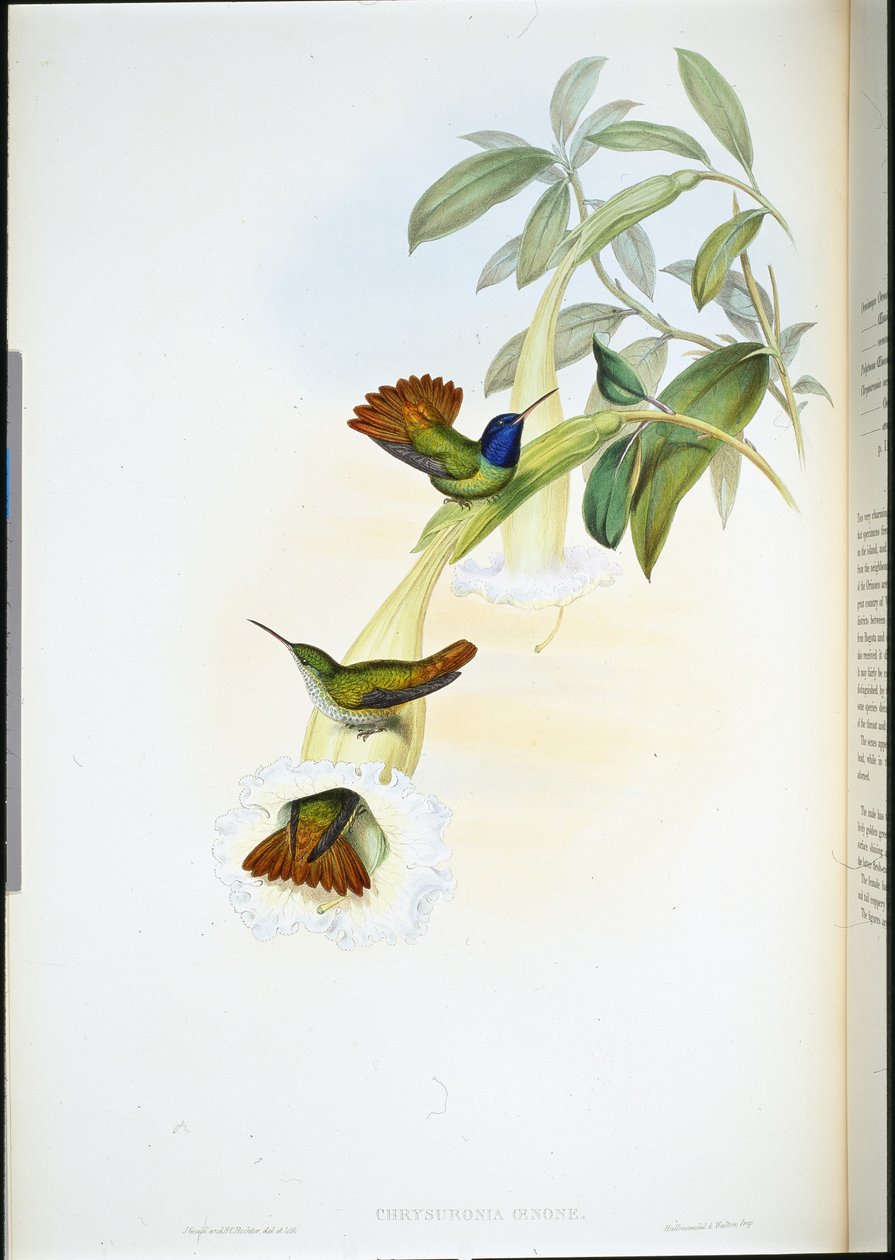 Oenone kolibřík (Chrysuronia oenone) (ručně barvený litho) od John (after) Gould