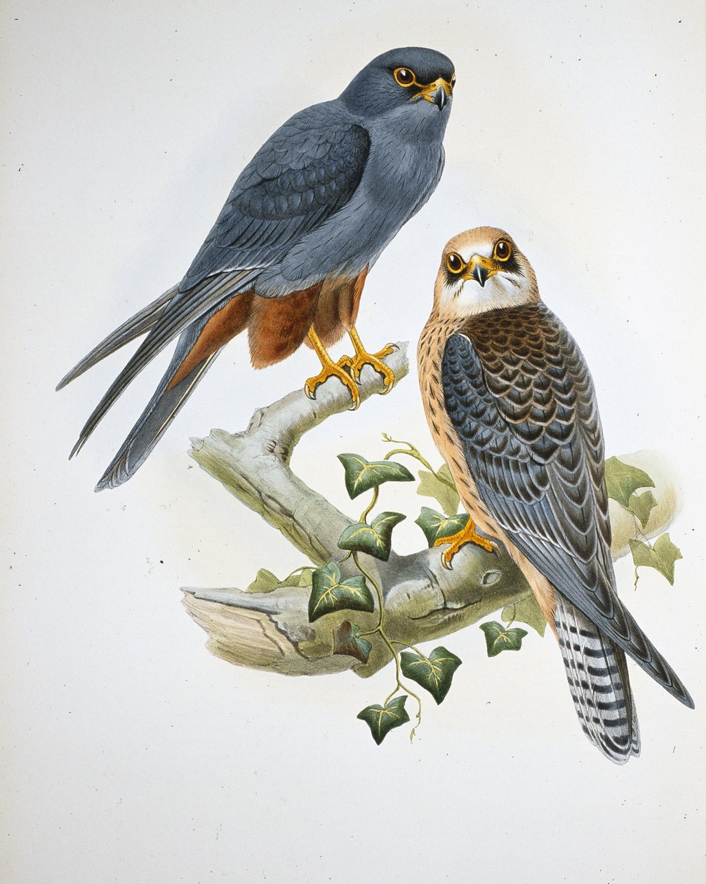 Hobby oranžovonohý (Erythropus Vespertinus) (ručně barvený litho) od John (after) Gould