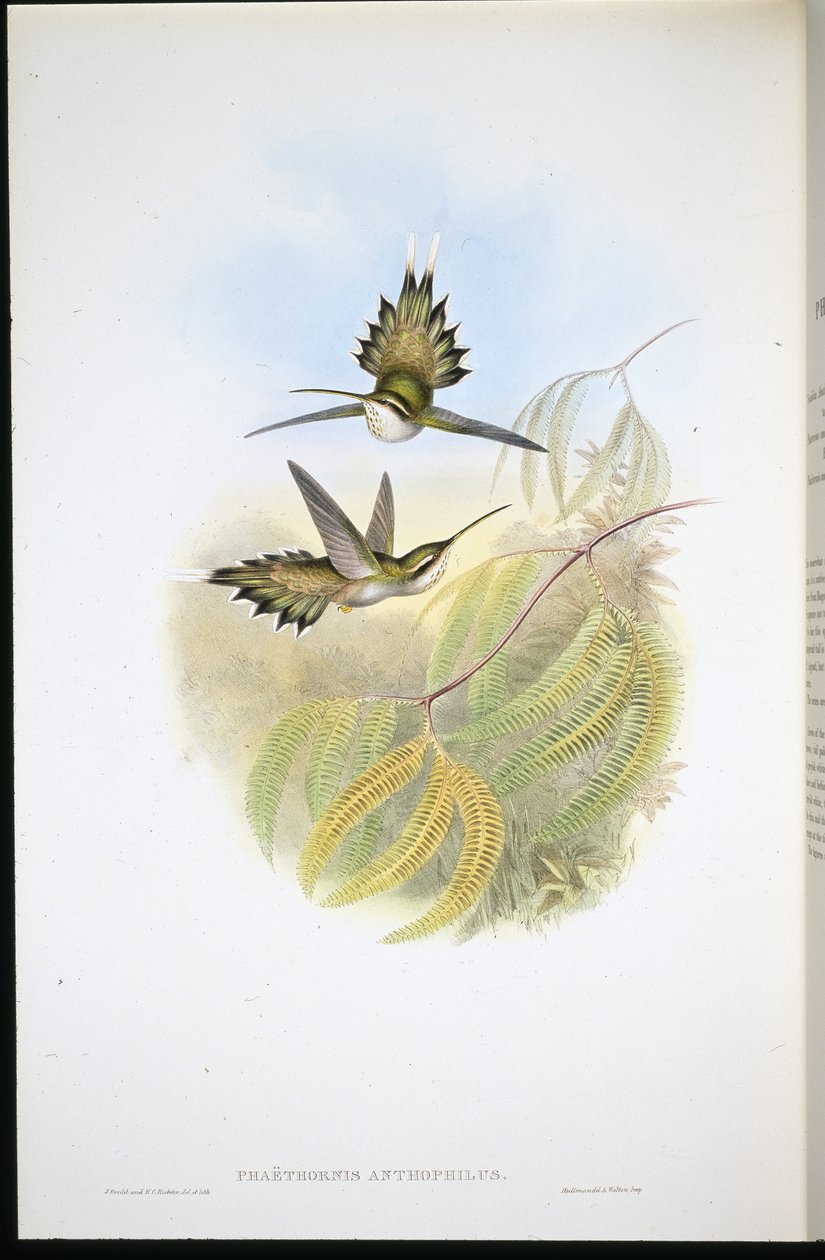 Svatební poustevník (Phalethornis anthophilis) (ručně zapálené litho) od John (after) Gould