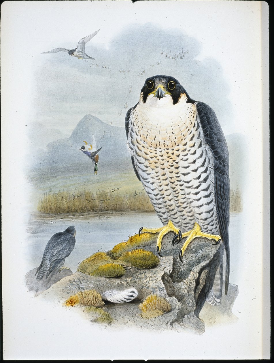 Sokol stěhovavý (Falco Peregrinus) (ručně barvené lito) od John (after) Gould