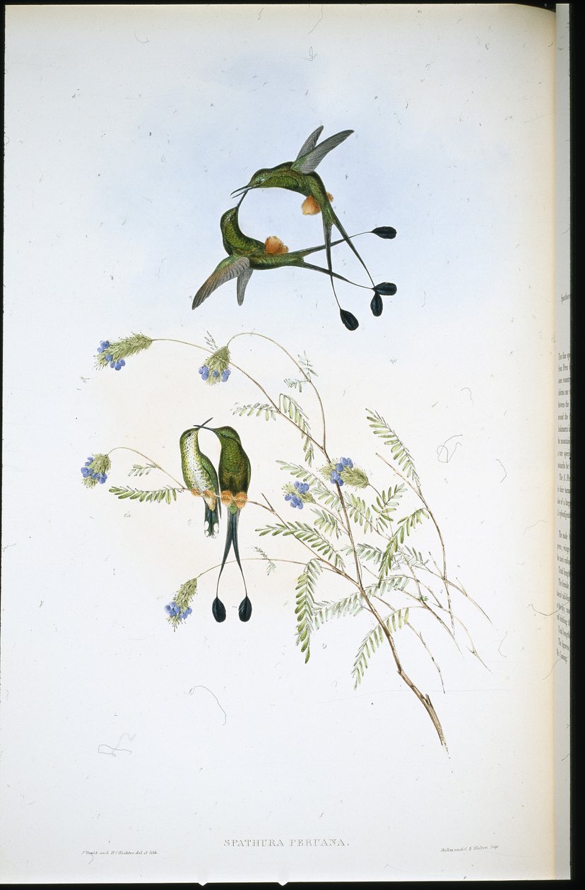 Raket-tail peruánský (Spathura Peruana) (ručně barvený litho) od John (after) Gould