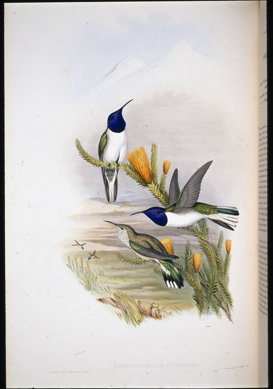 Pichinchian Hill-star (Oreotrochilus Pichincha) (ručně barvené lito) od John (after) Gould