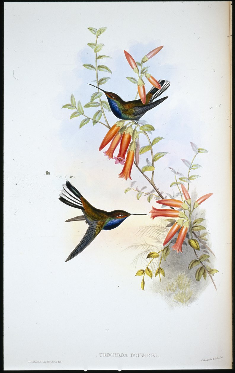 Kolibřík strakatý (Urocroa Bougieri) (ručně kolorovaný litho) od John (after) Gould