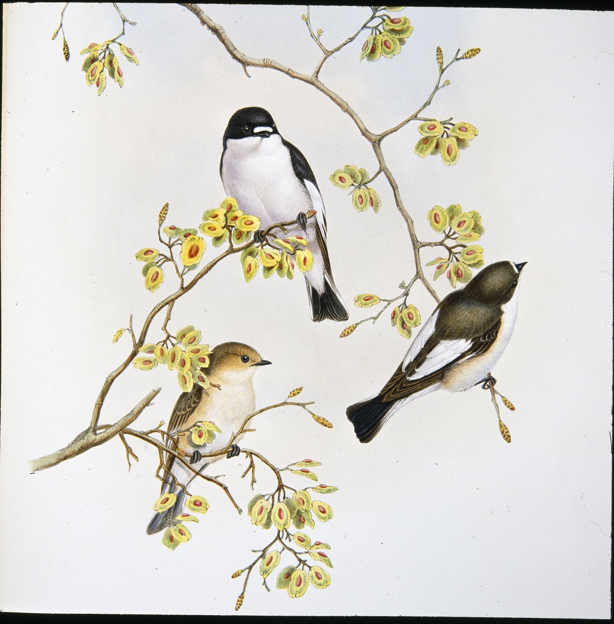 Lejsek strakatý (Muscicapa Atricapilla) (ručně barvený lito) od John (after) Gould