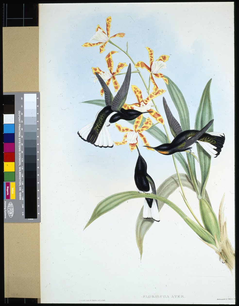 Pied Jacobin (florisuga ater) (ručně barvené lito) od John (after) Gould