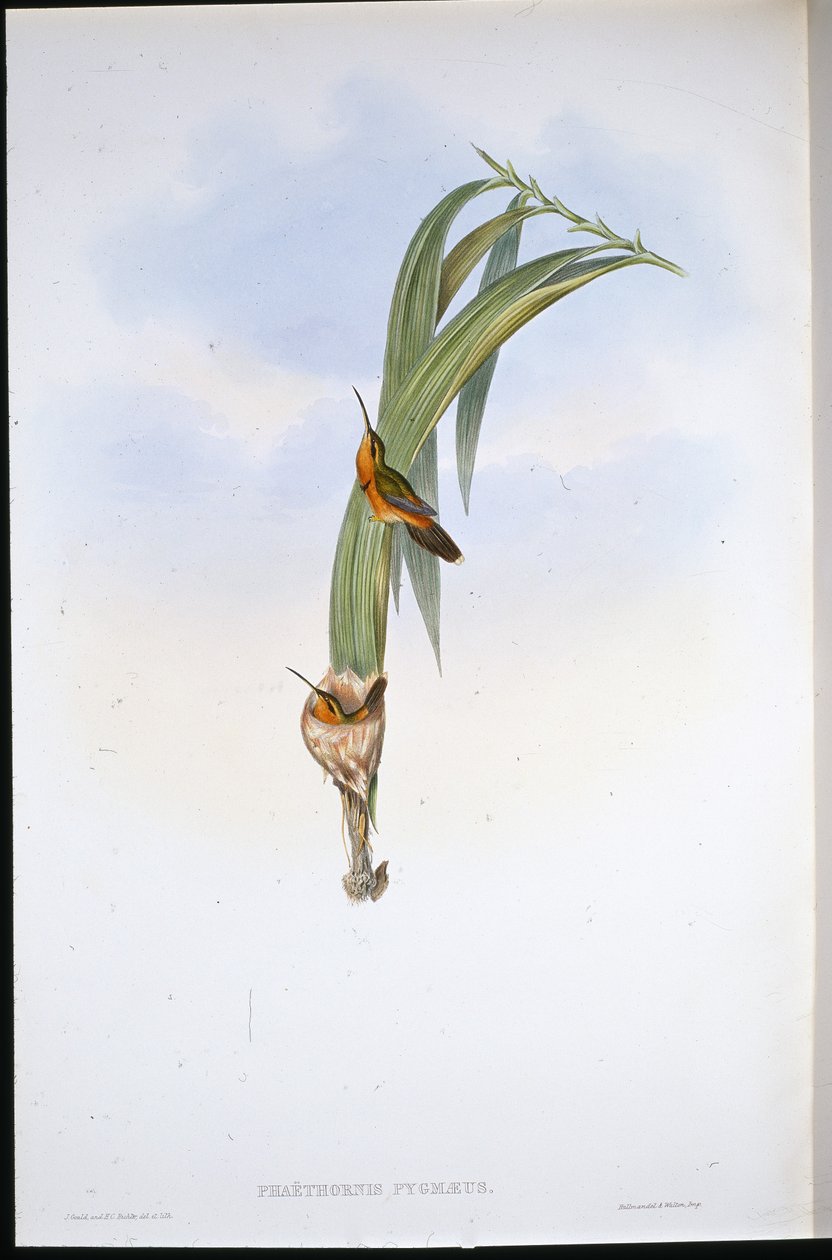 Prasečí poustevník (Phaethornis Pygmaeus) (ručně barvené lito) od John (after) Gould