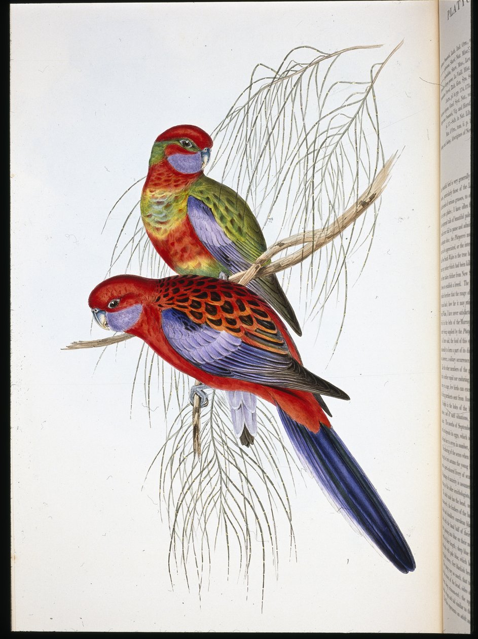 Platycercus pennantii (ručně barvené lito) od John (after) Gould