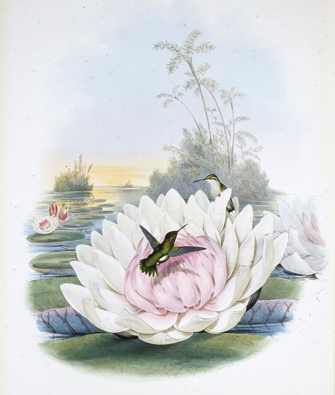Poortmanův smaragd (chlorostilbon Portmanni) by měl být (chlorostilbon Poortmanni) (ručně barvené lito) od John (after) Gould