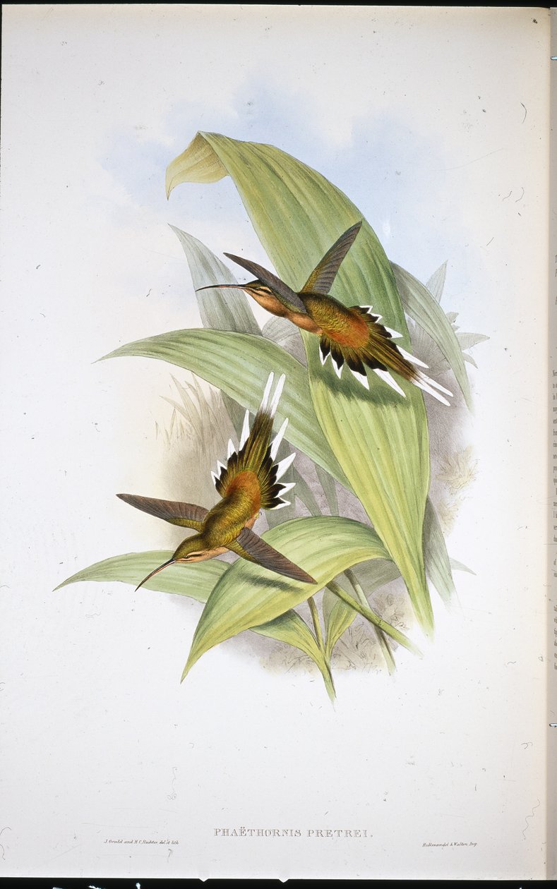 Pretreův poustevník (Phaethornis Pretrei) (ručně kolorované lito) od John (after) Gould